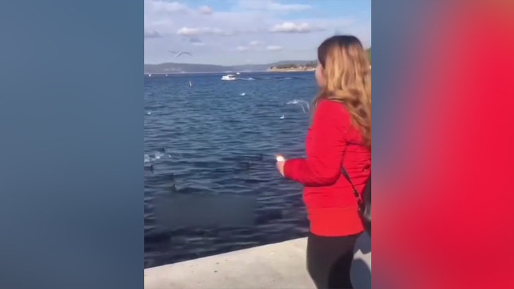 Martıya simit yerine telefonunu attı