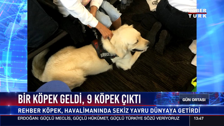 Rehber köpek havalimanında doğum yaptı