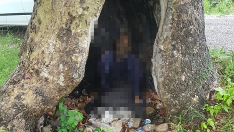 Sığındığı ağaca yıldırım çarpınca öldü