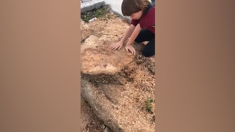 Ağacın kesildiğini gören çocuk gözyaşlarını tutamadı