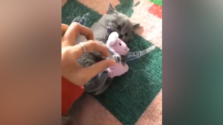 En iyi arkadaşını paylaşmayan sevimli kedi