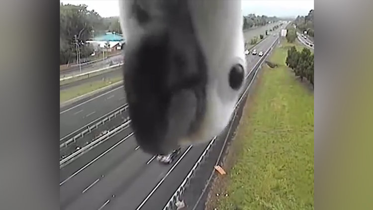 Avustralya'nın Queensland Eyaleti'nde meraklı bir papağan hız kamerasına yakalandı.