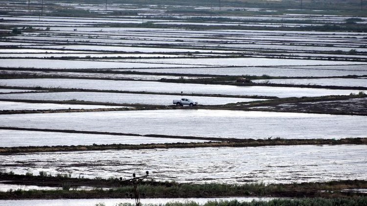 Pirinç üreticilerinin mesaisi başladı! Çeltik tarlaları tohumla buluştu