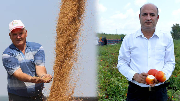 Edirne'de buğday, Adana'da domates... Hastalık nedeniyle verim düştü