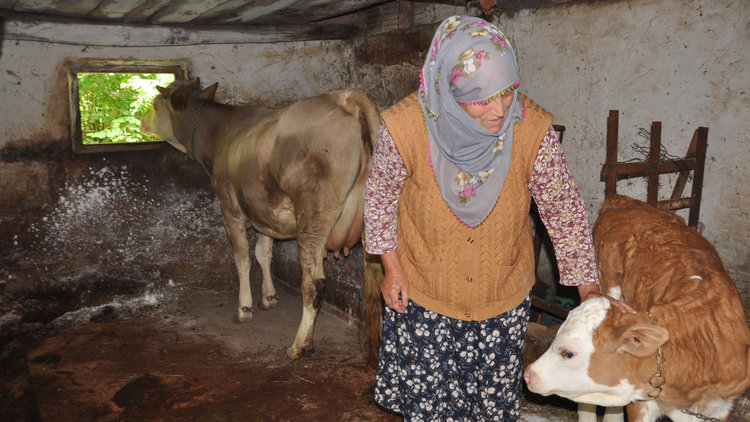 Ani hayvan ölümleri korkuttu! Bölge karantinaya alındı