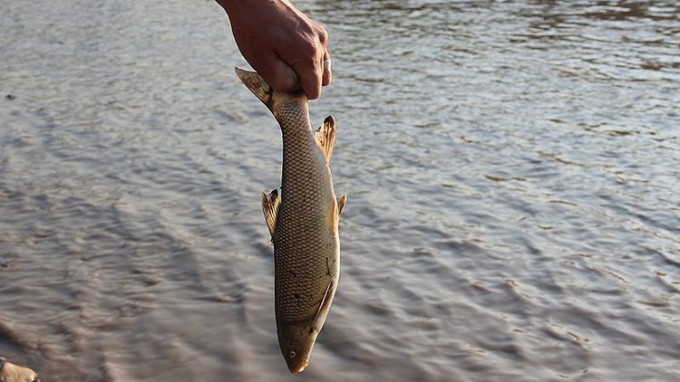 Karabük'te toplu balık ölümleri! Çok sayıda balık karaya vurdu