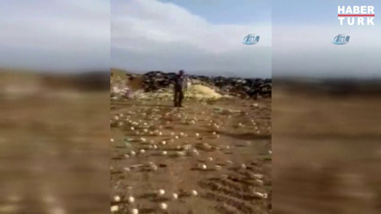 Bozuk diye çöpe atılan yumurtalardan binlerce civciv çıktı