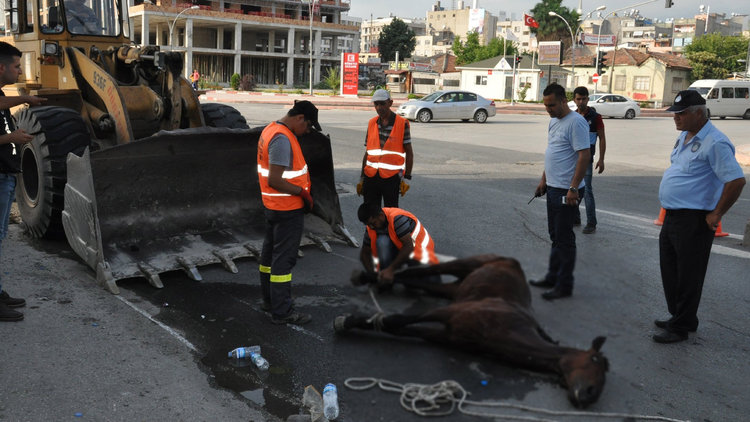 Sıcak havada saatlerce koşturuldu... At yorgunluktan can verdi!
