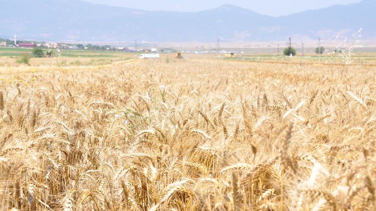 Buğday rekoltesi yüzde 8 düştü