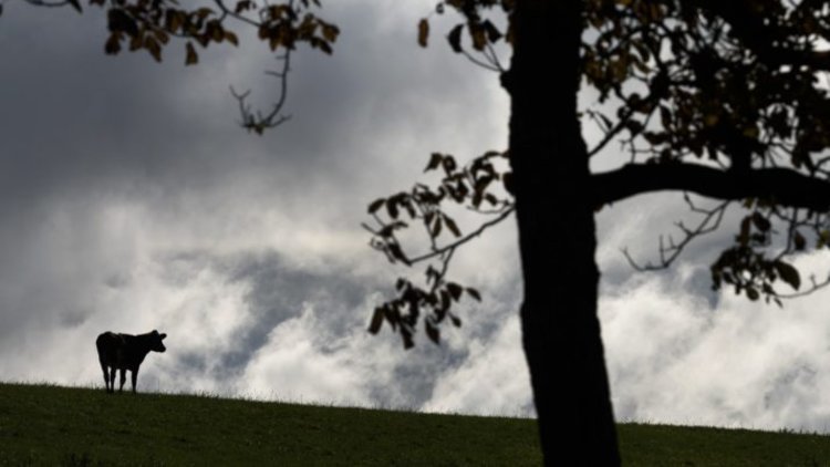 Ölüm cezası verilmişti! AB sınırlarını ihlal eden ineğe af çıktı...