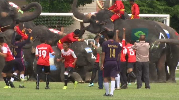 Tayland'da filler futbol oynadı... Ortaya renkli görüntüler çıktı