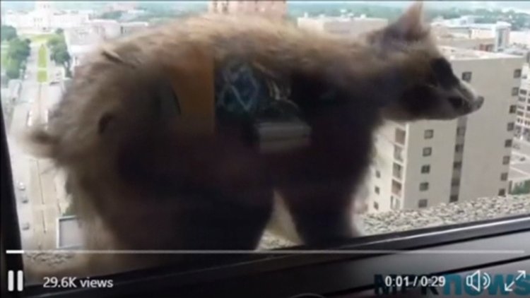 ABD'de 23 katlı binaya tırmanan rakun "kahraman" ilan edildi