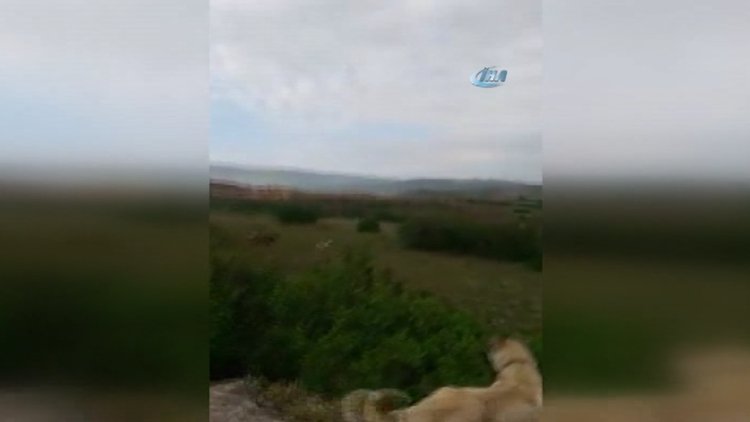 Kangal köpeği ayıya meydan okudu
