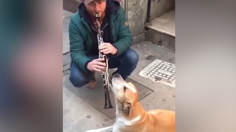 Klarnet sesine efkarlanan köpek