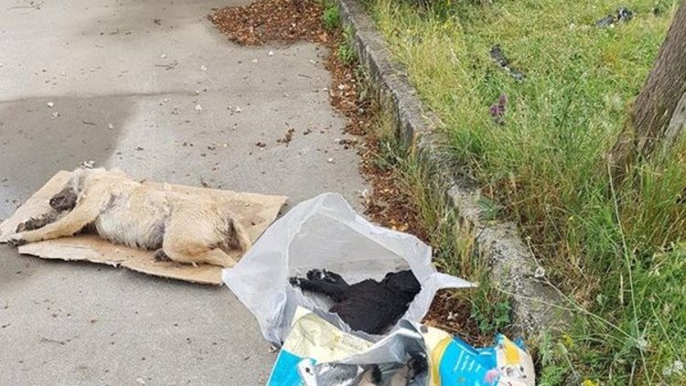 Sakarya'da 4'ü yavru 5 köpek zehirlenerek öldürüldü!