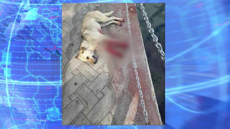 Tüfekle köpek öldüren müezzin gözaltında...