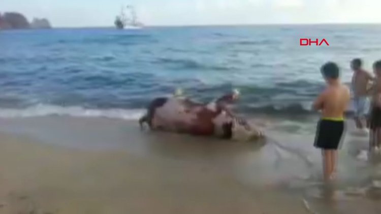 Alanya'da inek leşi sahile vurdu