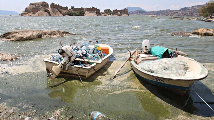 Son Dakika... Kirlilik baş gösterdi! Bafa Gölü yine yeşerdi