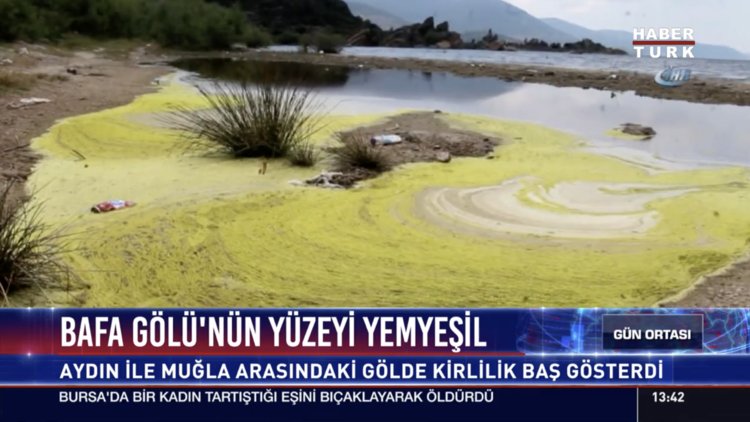 Bafa Gölü'nün yüzeyi yemyeşil