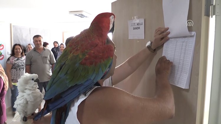 Papağanlarıyla oy kullandılar