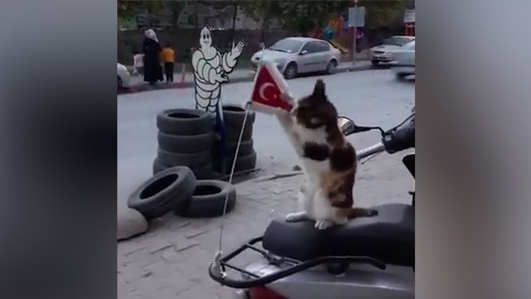 Sevimli kedinin bayrak sevgisi