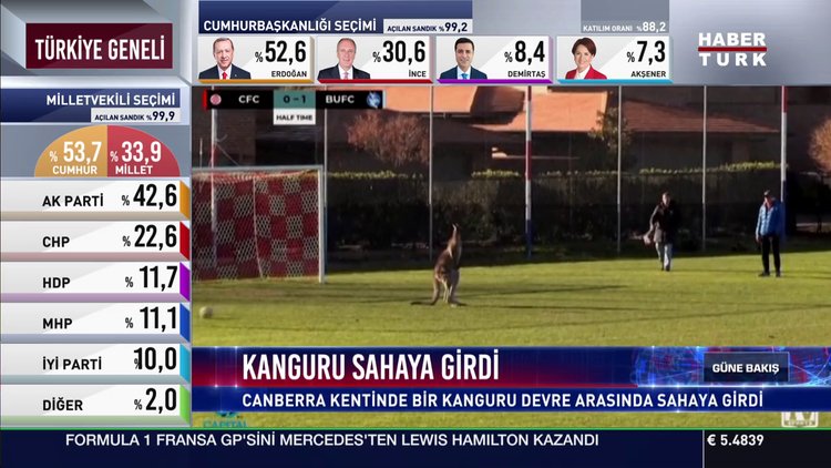 Kanguru sahaya girdi