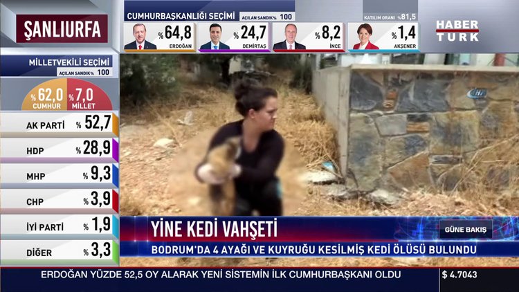 Yine kedi vahşeti