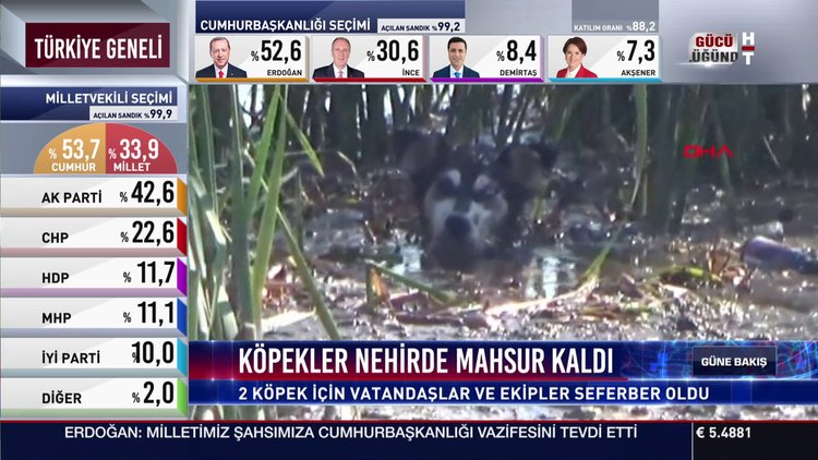 Köpekler nehirde mahsur kaldı