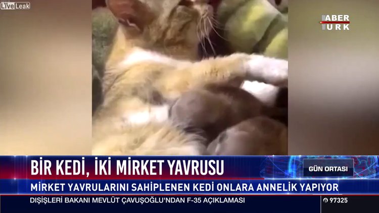 1 kedi 2 mirket yavrusu