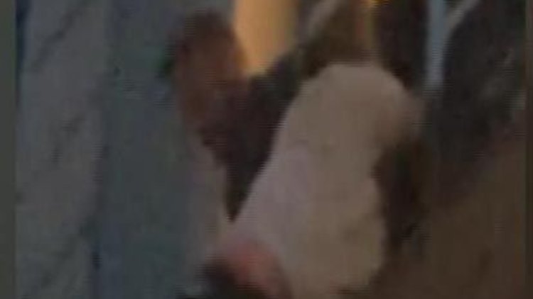 İstanbul'da korku dolu anlar! ABD'li turist camdan sarktı...