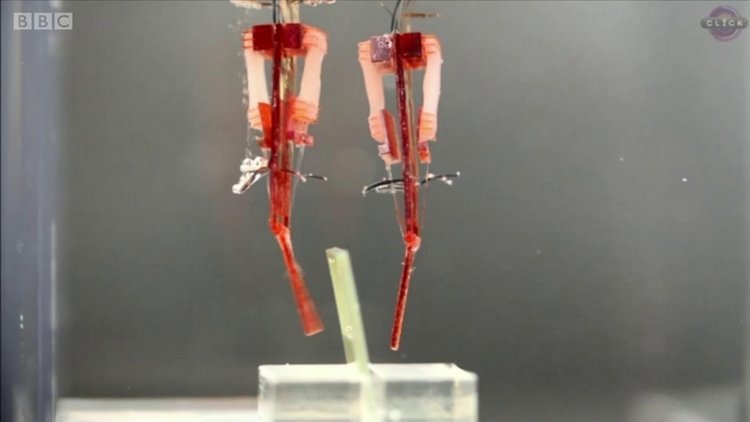 Canlı kas sahibi robot parmak insan hareketleri yapıyor