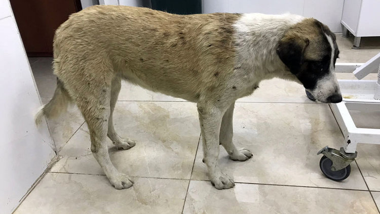 Köpekleri tüfekle vurmuştu! O saldırgan serbest