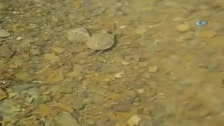 Su kaplumbağasını Caretta Caretta sandı, sunumu izleyenleri güldürdü