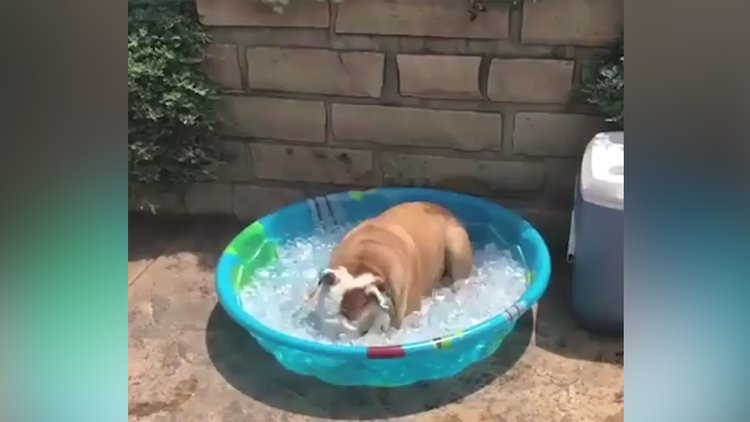 Sıcaklardan bunalan sevimli köpeğin hali