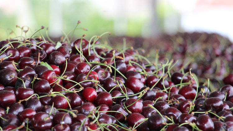 Kiraz üreticisi kan ağlıyor! 8 bin ton dalında kaldı