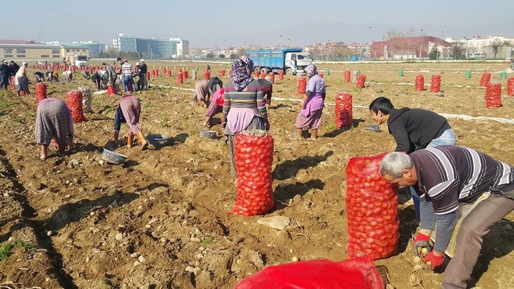 Fiyatlar düşüyor! Gözler patates hasatında...