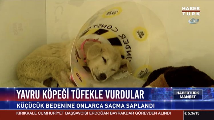 Kuzey İstanbul'a getirildi