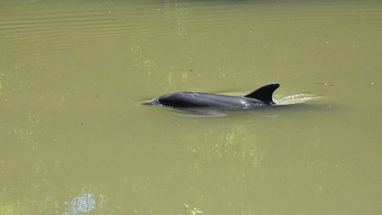 Irmağa giren yunus böyle kurtarıldı