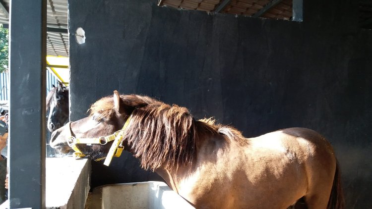 Nargile kafe hayvanat bahçesi çıktı