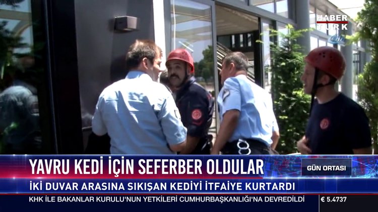 Yavru kedi için seferber oldular