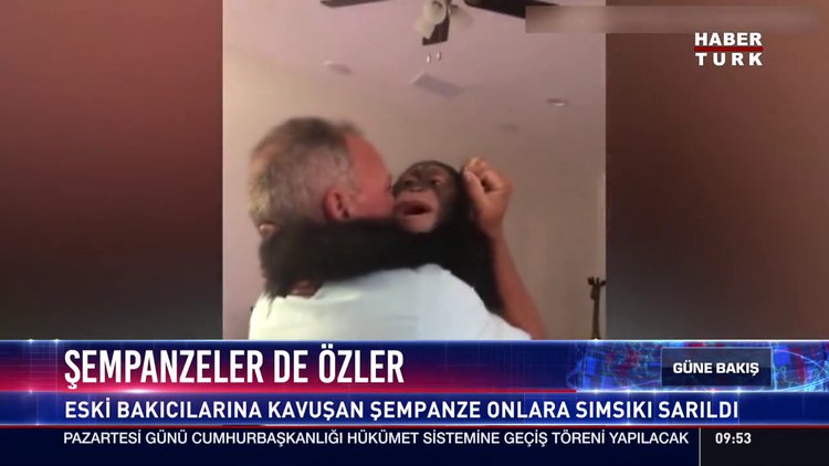 Şempanzeler de özler