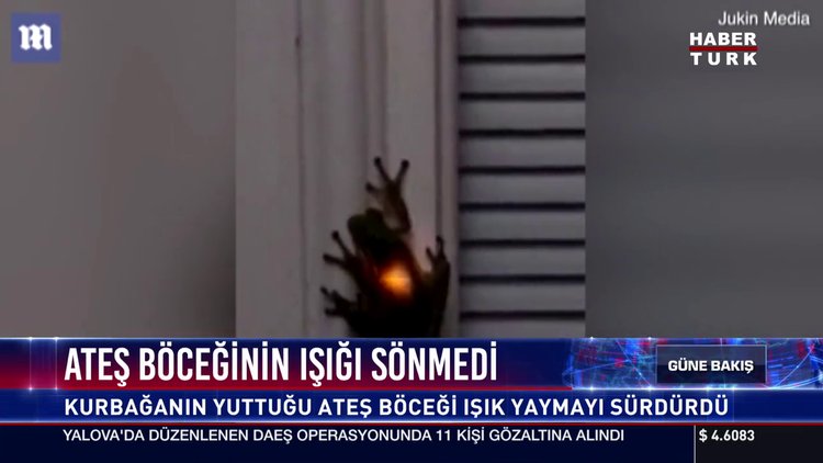 Ateş böceğinin ateşi sönmedi