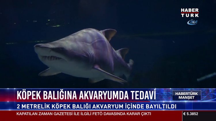 Köpek balığına akvaryumda tedavi