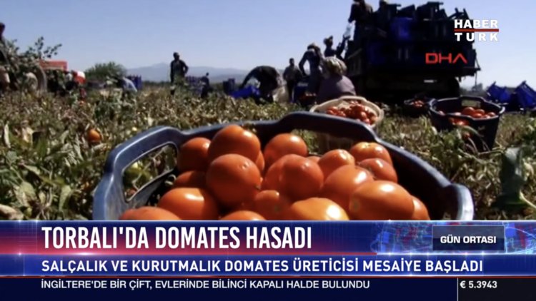 Torbalı'da domates hasadı