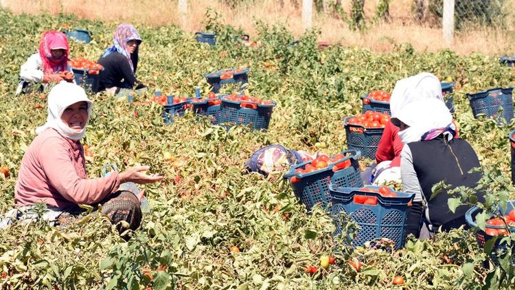 Salçalık ve kurutmalık domates üreticisi mesaiye başladı