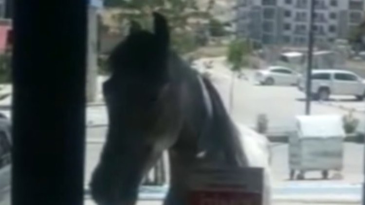 Hayvanlara şiddet uygulayanları utandıracak görüntüler... Atı susuz, köpeği masajsız bırakmadılar!