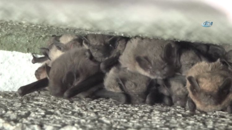 Yarasalar evleri istila etti