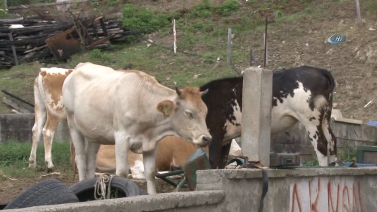 Kocaeli' de Kurban Bayramı öncesi şarbon paniği