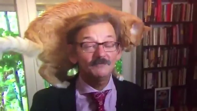 Tarihçinin canlı yayın röportajına, kedisi de dahil oldu