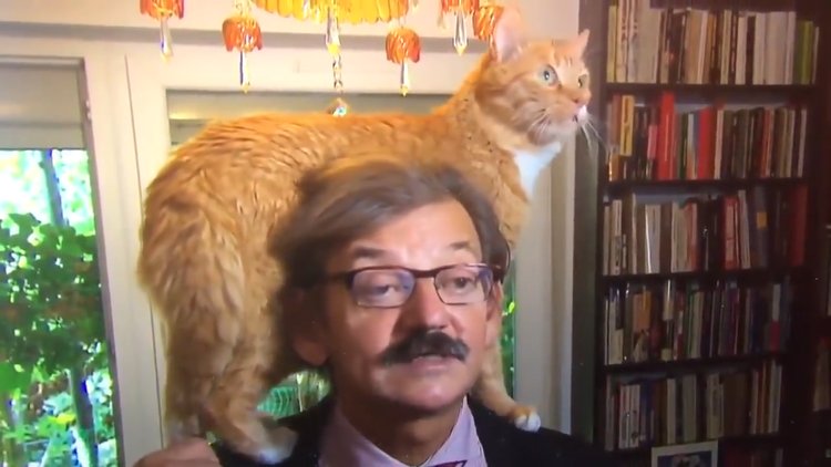 Röportaj sırasında kedinin yaşattığı zor anlar